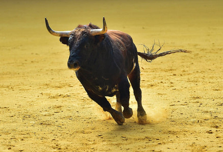 牛市在西班牙运行图片