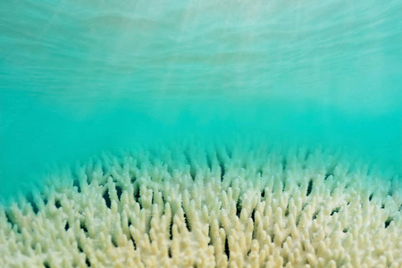 白色软珊瑚 Sinularia, 海洋生物, 封闭水底背景