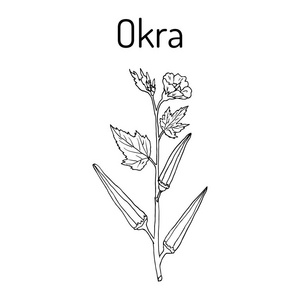 黄秋葵黄蜀土或女士手指植物照片