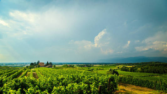 暴风雨即将来临领域的 Collio，意大利葡萄园