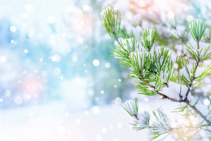 冬天圣诞节背景与雪般的松树分支