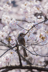 在日本的樱花