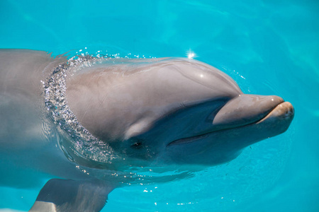 瓶鼻海豚涡轮猫科动物沿着海岸线游泳