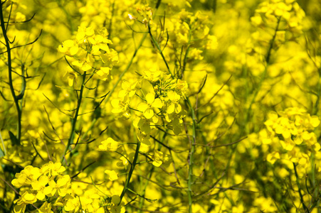 法国春季黄菜籽油场景观
