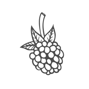 树莓果。超级食品有机浆果。手绘矢量素描雕刻插图。黑莓在白色背景下分离