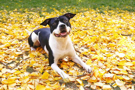 愉快的黑色和白色的美国工作人员狗在公园散步在温暖的秋天。年轻的狗带着阳刚之气的样子在户外, 许多掉落的黄叶在地上。复制空间, 背