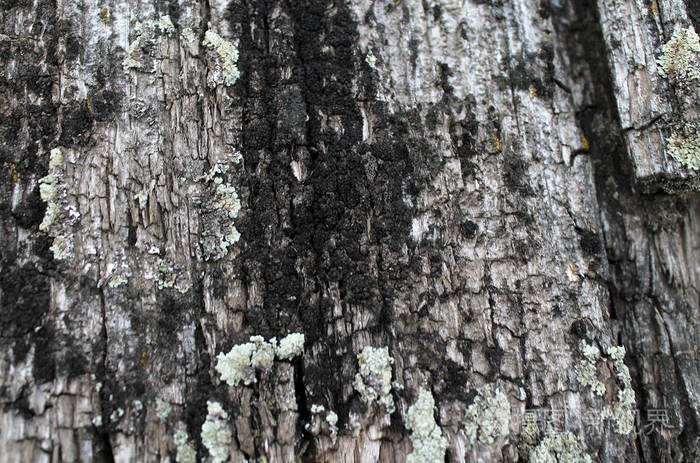 地衣苔藓生长在树皮上的树。树树皮与干苔藓的质地