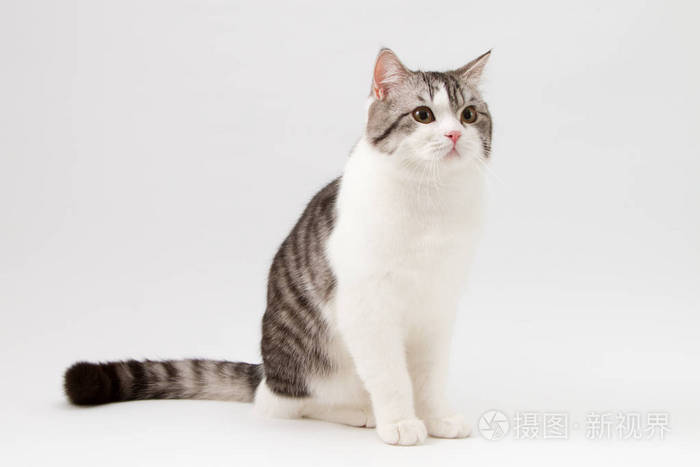 肖像的苏格兰直猫双色发现,坐在白色背景上