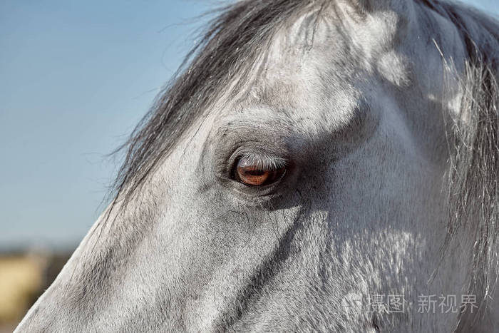 马的眼睛的特写