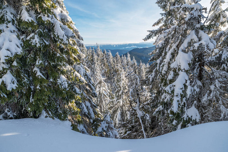 令人惊叹的冬季景观。冷杉树覆盖着大雪和山顶的背景