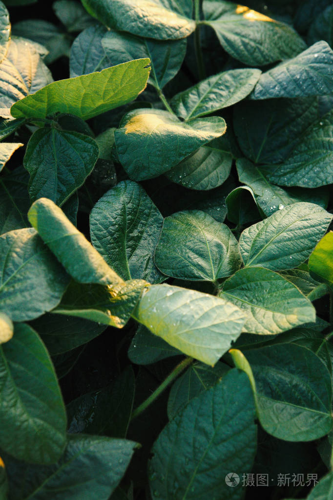 绿色大豆叶子特写