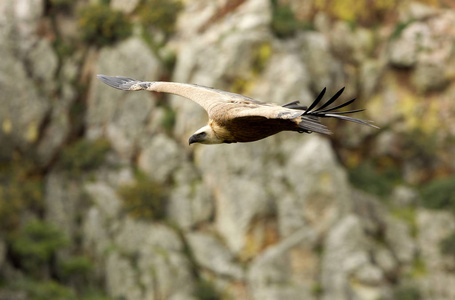 格里芬秃鹫gyps fulvus