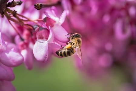 蜜蜂采蜜从紫色的花朵在树上图片