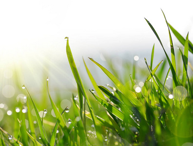 新鲜的绿色叶片的芳草为露水沾滴眼液照片