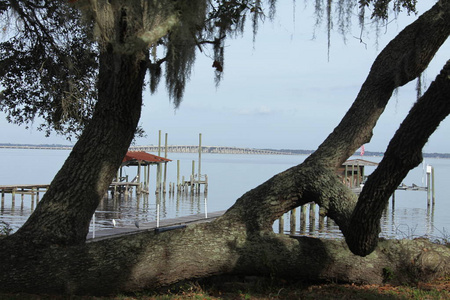 曼尼(阿特拉津铁线莲在佛罗里达州杰克逊维尔圣约翰河上的亨利荷兰