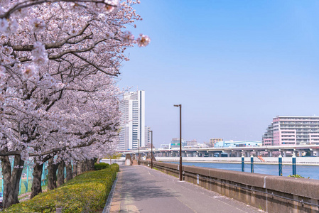 浅草住田公园樱花节。在春天, 住田河被樱花所包围