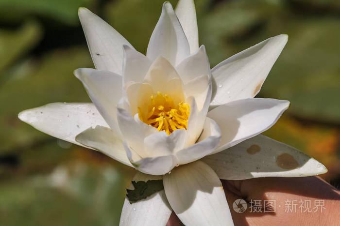 在黑山的斯库台湖的白色莲花和叶子