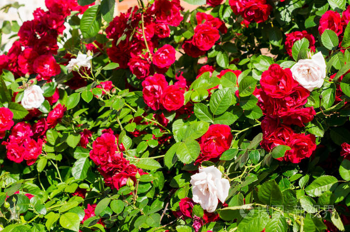 夏日的豪华景观.为您的设计