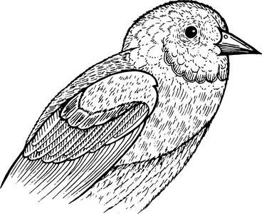 美术作品黑鸟-墨水图形图稿.手绘原创美术作品.向量例证照片