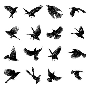 一套黑色的乌鸦鸟, 手绘乌鸦群。绘图草图。向量