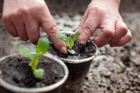 春季土壤中植物的种植照片
