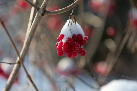 树枝上的一捆被白雪覆盖的维伯鲁姆