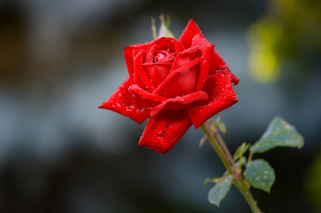 花水滴图片 花水滴素材 花水滴插画 摄图新视界