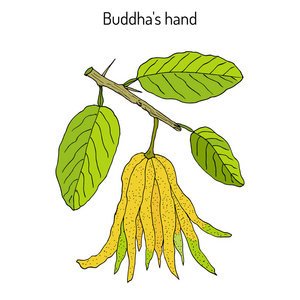 香橼图片-香橼素材-香橼插画-摄图新视界