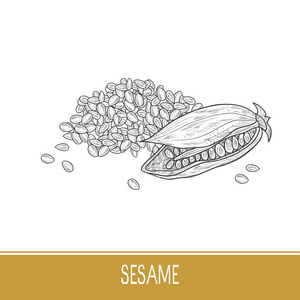 芝麻.水果, 种子.素描.在白色背景上.单声道照片