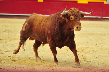 在西班牙斗牛的公牛奔跑