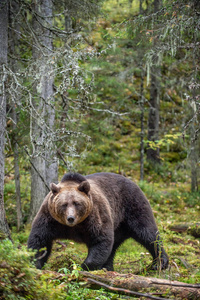 秋天森林里的一只棕熊。成年大棕熊男。科学名称 ursus arctos