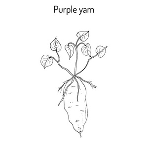 山药收获市场上的农业/甘薯马铃薯黄褐色,又称黑皮马铃薯,黑薯或白薯