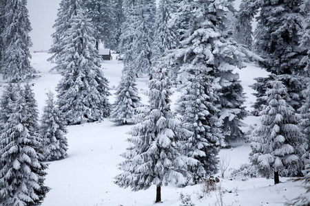 圣诞节和新年背景与冬天树在山覆盖以新鲜的雪魔术假日背景