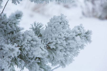 白雪覆盖的冬松分枝