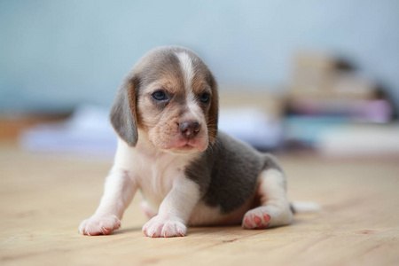 坚强的小猎犬小狗在行动