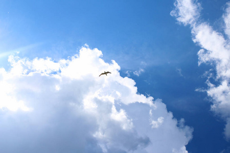 天空中翱翔的鸟图片