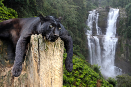 在瀑布背景上的黑色豹