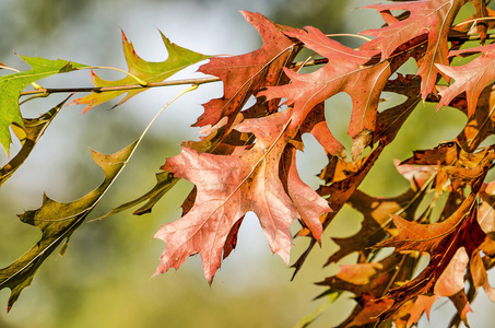 秋天, 在柔和的绿色和蓝色的背景下, 以棕色和绿色的色调特写下几片橡树的叶子