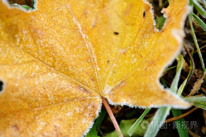 冷冻秋天自然关闭颜色满红色, 绿色, 黄色的叶子