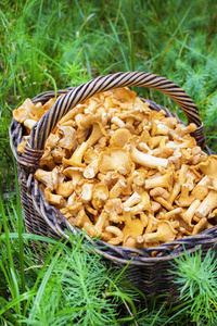 青草 chanterelles 柳条篮