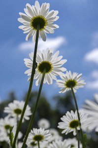 Leucanthemum 挥发油草地野生花与白色花瓣和黄色中心开花对蓝天