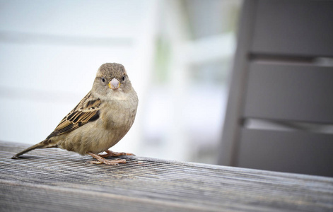 麻雀, 可爱的小鸟, 坐在桌子上看着相机
