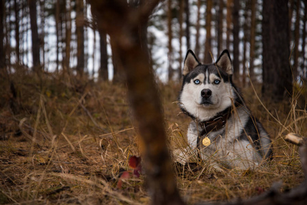 西伯利亚胡士基里奇在秋天的森林里散步
