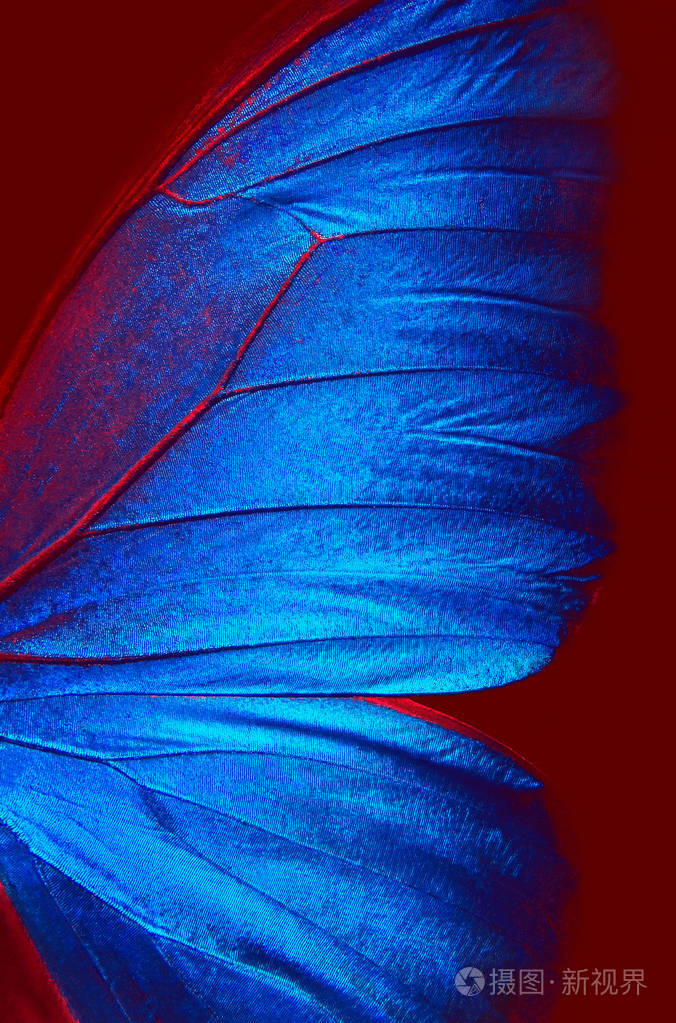 形态蝴蝶翼的细节.蓝色吗啡蝴蝶翼在红色背景