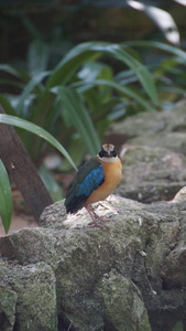 蓝翼是澳大利亚和东南亚土生土长的皮蒂达家族中的一种路人鸟