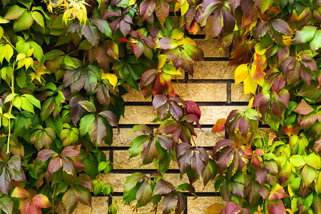砖墙上有黄色红色和绿色的野生葡萄叶子。背景
