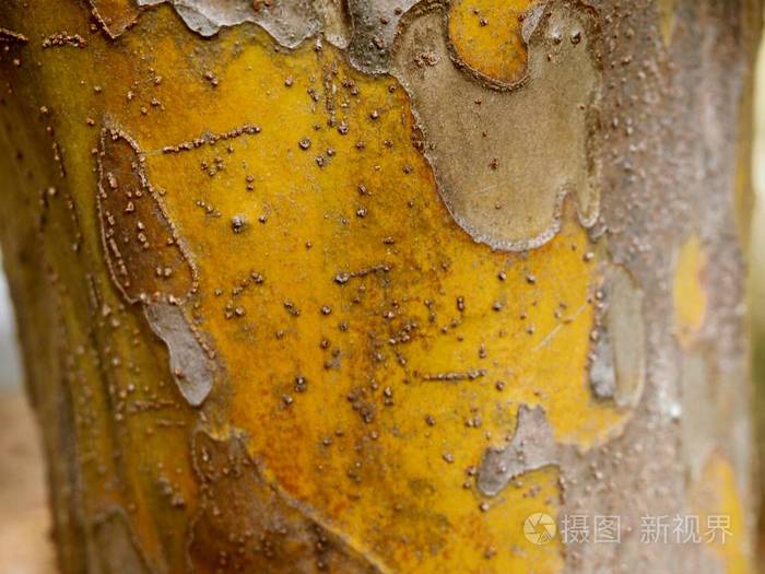 五颜六色的树皮从中国树 (中国假球虫)-充满皮孔