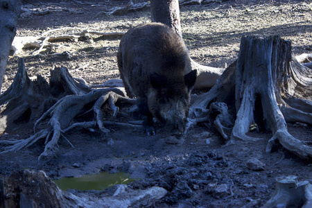 根猪野猪的根在树林里的地上照片