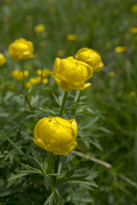 金莲花 altissimus 黄花开花