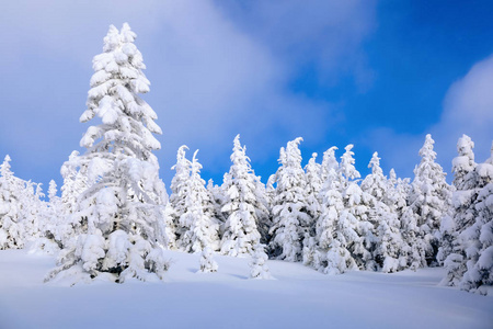 在被雪覆盖的草坪上, 美丽的树木正站在寒冷的冬日里, 被雪花倾泻而下。传单的冬季景观